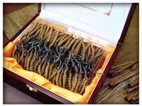 武川冬虫夏草回收